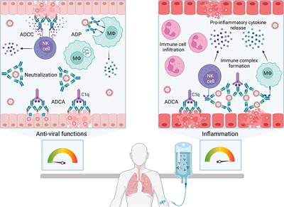 Fc-mediated functions and the treatment of severe respiratory viral infections with passive immunotherapy – a balancing act